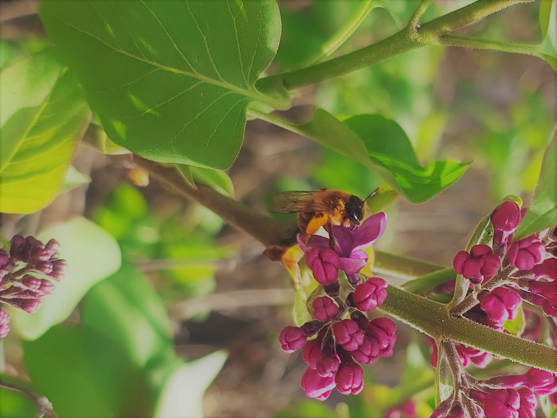 pszczoła na kwiatach bzu